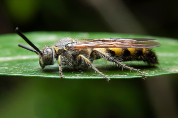 Close up of the Royal bee on green leaves in the morning. Selective focus of the Bees stick on the branches with green leaf on black background.