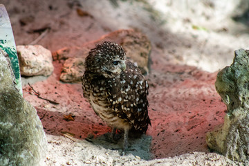 Burrowing owl