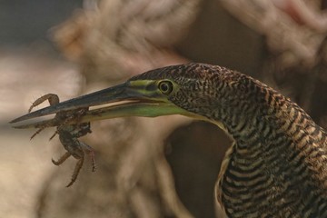 Tiger Heron Bird eating a crab at the beach