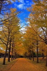 Fototapeta premium 銀杏並木