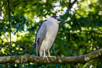 Black crowned night heron