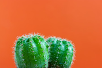 small Cactus plant on a plain color background and space for your logo