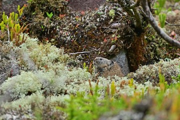 涼しい高原のがれ場でくつろぐナキウサギ 北海道 Wall Mural Scott Mirror