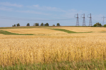 Countryside: wheat field and power lines