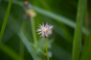 Macro view of grass flowers