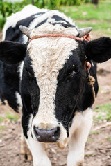 Portrait of a calf cow with horns on a farm
