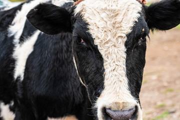 Portrait of a calf cow with horns on a farm