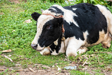 Portrait of a calf cow with horns on a farm