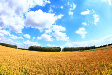 Fototapeta premium Mature rice in rice field,