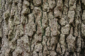 Texture of bark wood use as natural background. Rough textured knot on tree trunk closeup