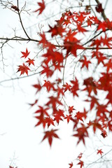 背景が白い壁の前に生っている紅葉の木です