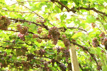 Fototapeta premium Ripe grapes in fall