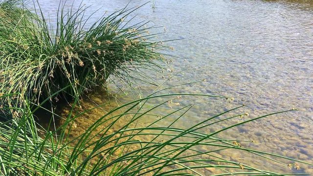 Green lake reed (lat. Schoenoplēctus lacūstris) grows in clear clear water flowing along the river bank on a summer sunny day.