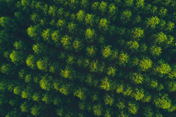 top view eucalyptus tree forest