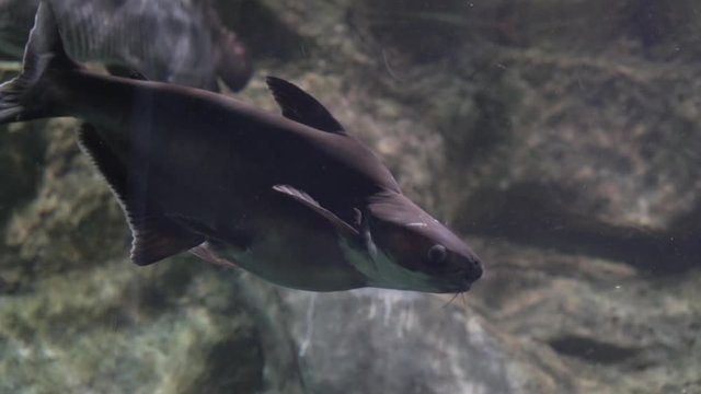 the fish in the aquarium