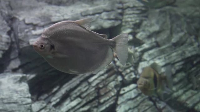 the fish in the aquarium
