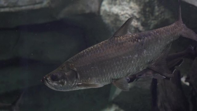 the fish in the aquarium