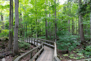 Fototapeta premium wooden bridge in the forest