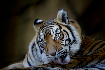 Panthera tigris sondaica - Tiger of Indonesia