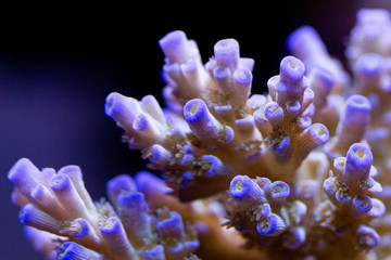 Naklejka na ściany i meble close up purple coral reef in aquarium.