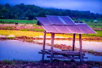 The close background of the green rice fields, the seedlings that are growing, are seen in rural areas as the main occupation of rice farmers who grow rice for sale or living.