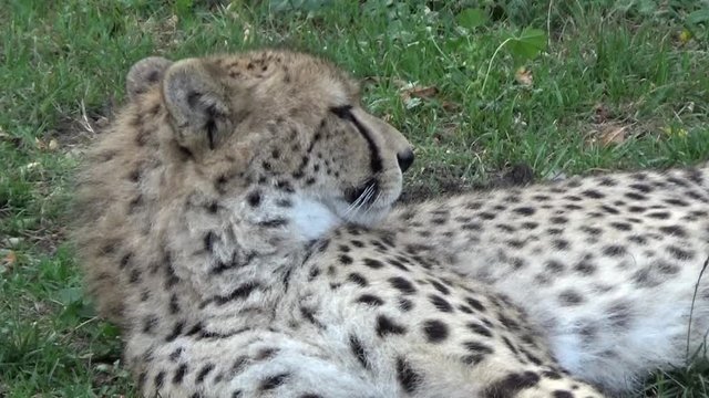 Gepard grzywiasty (Acinonyx jubatus)