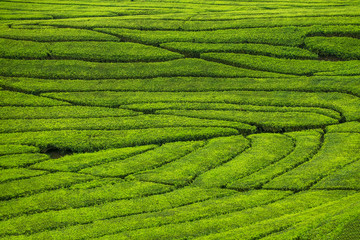 Fresh tea bud and leaves. Tea leaves pattern at a plantation.