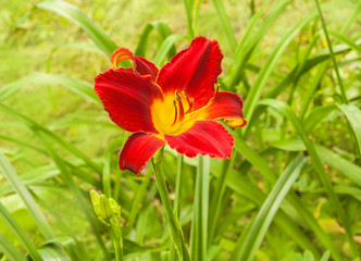 Bright red daylily in the garden