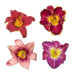 Set of daylily flowers   in violet-raspberry tones