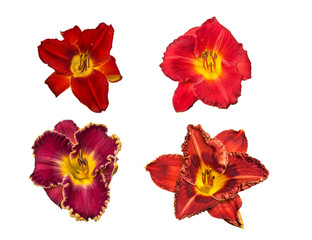 Set of  daylilies of red varieties on a white background isolated