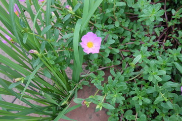 ピンクのポーチュラカの花