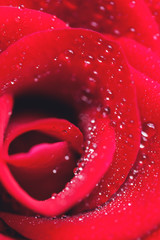 Close-up rose with water drops as a bright background. Defocused background for romantic lettering.