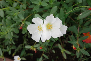 白いポーチュラカの花