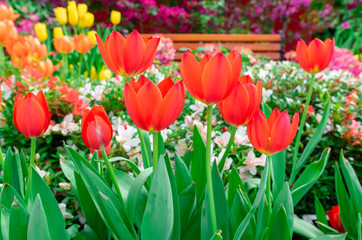 Colorful tulips are blooming in the garden