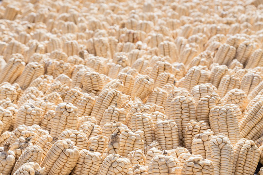 Drying of corn at sacred valley of the Incas