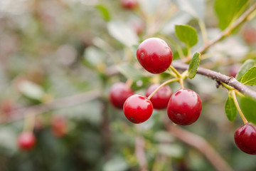 cherry in the garden. cherry closeup. ripe berry on a tree. Red cherry. natural berries.