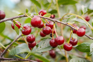 cherry in the garden. cherry closeup. ripe berry on a tree. Red cherry. natural berries.