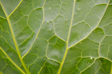 cabbage leaf structure. cabbage leaves close-up. cabbage leaf in the sun. vegetables in the garden.