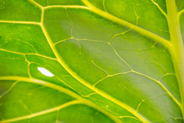 Fototapeta premium cabbage leaf structure. cabbage leaves close-up. cabbage leaf in the sun. vegetables in the garden.