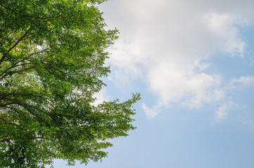 Beautiful green  tree sky background
