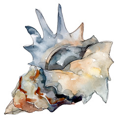 Summer beach seashell tropical elements. Watercolor background illustration set. Isolated shells illustration element.