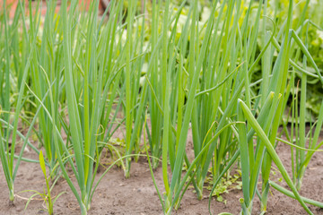 green onions in the garden. feathers of green onions. young onion. fresh vegetables. fresh juicy greens.