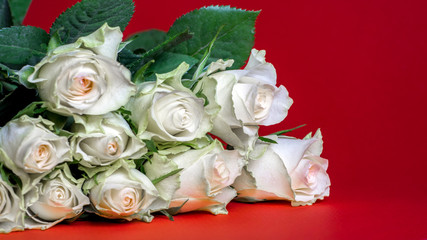 weise Rose Blume Auf Rotem Hintergrund