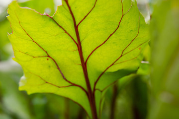 beetroot leaf. beets growing in the garden. leaf closeup. beetroot leaf background. autumn vegetables