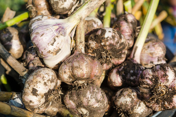 heads of garlic. garlic background. dig out garlic from the ground. autumn harvest. grow garlic in the country. to dry the dug garlic.
