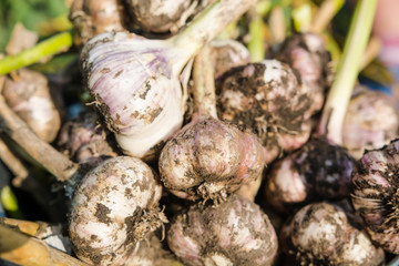 heads of garlic. garlic background. dig out garlic from the ground. autumn harvest. grow garlic in the country. to dry the dug garlic.