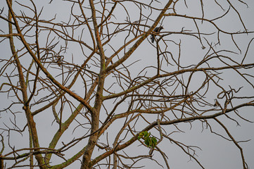 Landscape of die tree in the Autumn.