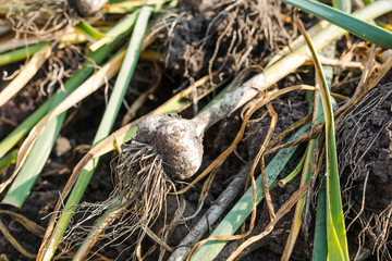 heads of garlic. garlic background. dig out garlic from the ground. autumn harvest. grow garlic in the country. to dry the dug garlic.