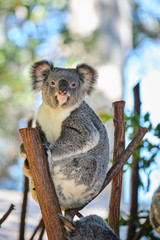 Baby koala climbing and eating around a tree with eucalyptus leaves © Orion Media Group