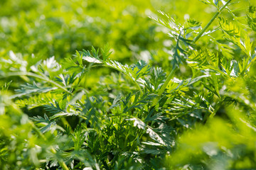 Fototapeta na wymiar parsley in the garden. sprigs of parsley. fresh greens in the garden. parsley closeup. green background.